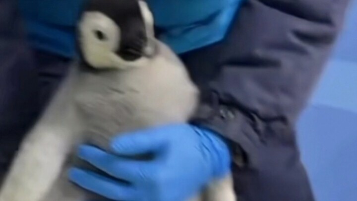 Immersive petting of baby emperor penguins!