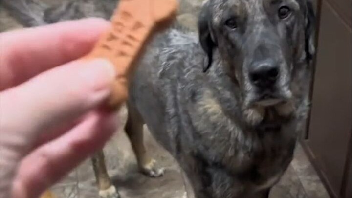 Every time snack time comes around, the neighbor's little dog always shows up on time to mooch a mea