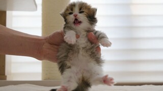 Will kittens get bloated if they eat too much?