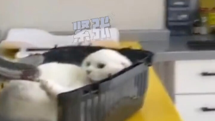 แมวจ๋า ถ้าเธอยังเข้ามาอีกนะ ฉันจะร้องแล้วนะ!!!