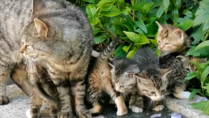 แมวเหมียวลายจระเข้จรจัดกับลูกน้อยทั้งครอกของมัน