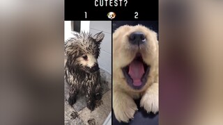 Give these cute puppies some love ❤️ DONT FORGET TO FOLLOW. fyp cutedogs foryou cutepuppies