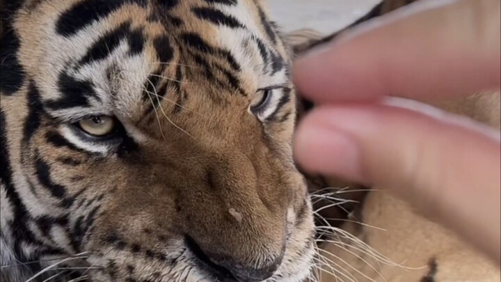 Nanan yang kecil juga sangat imut lho!