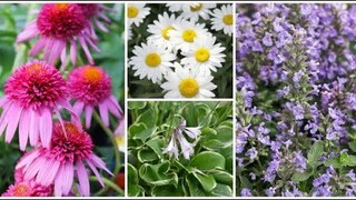 Top 10 Low Maintenance Perennials Plants