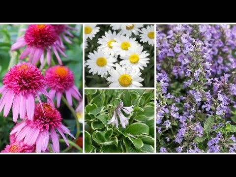Top 10 Low Maintenance Perennials Plants