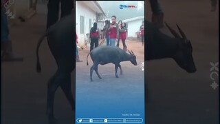 Detik-detik Kemunculan Hewan Endemik Sulawesi Tenggara, Anoa di Kawasan Perusahaan Tambang di Konawe