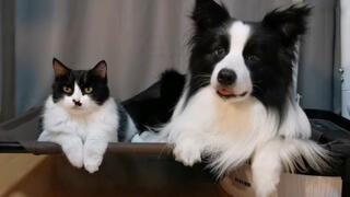  I am jealous of the love between a dog and a cat
