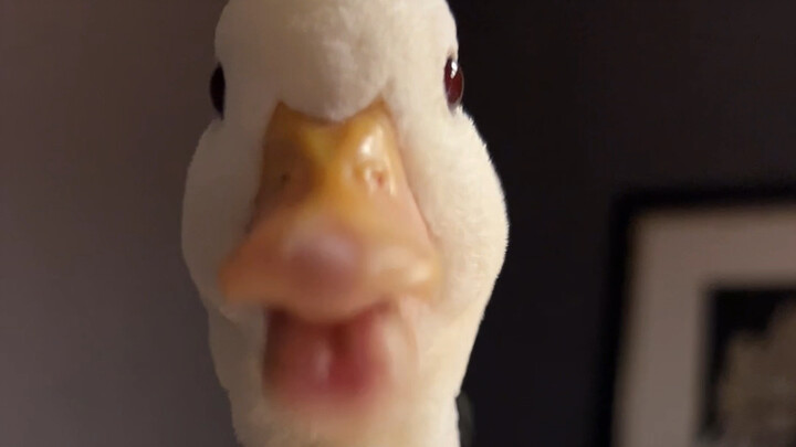 Ten Thousand Reasons to Hate Ducks