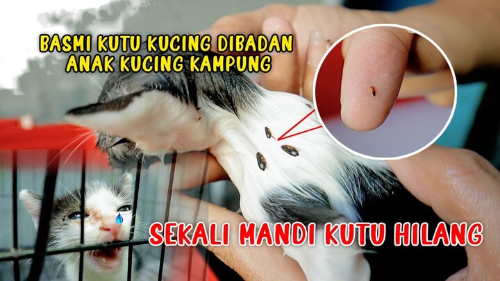 Basmi KUTU KUCING di Badan Anak KUCING KAMPUNG, Sekali Mandi KUTU HILANG!!