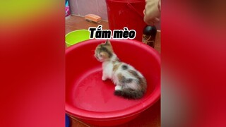 Hôm nayy tôi tắm mèo cat mèo cute