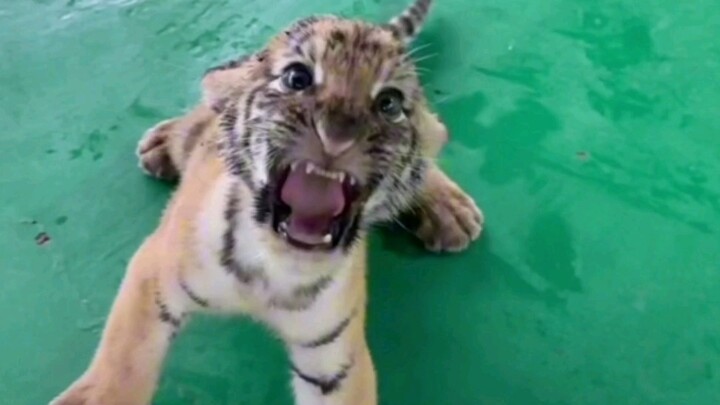 The little tiger’s furious after getting caught and starts barking at Old Six Jing.