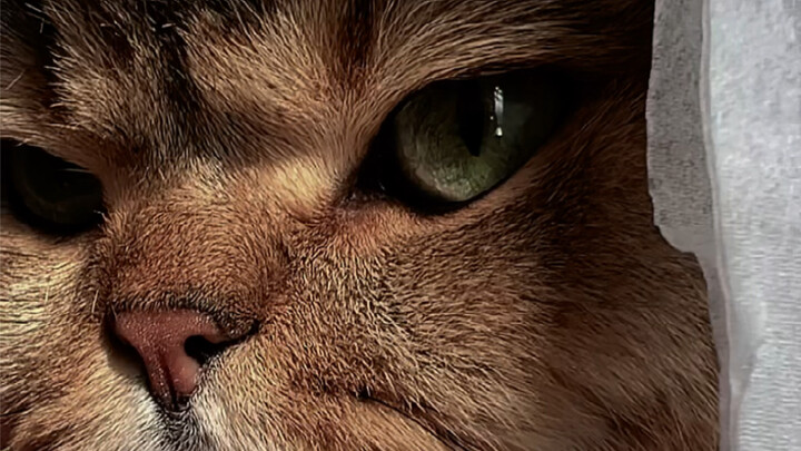 Why is my cat only suitable for villain roles? Is it because of looks?