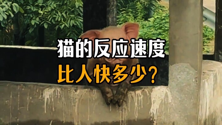 ความเร็วในการตอบสนองของแมวนี่เร็วกว่ามนุษย์มากแค่ไหนกันนะ?