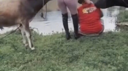 What did this cow do?