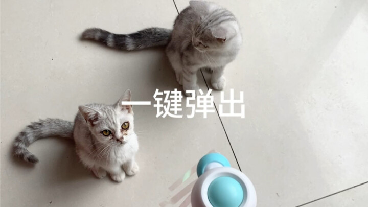 Hurry up and grab your cat to do parkour together!