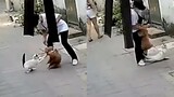 Teddy menggonggong pada orang yang lewat dan pemilik anjing tidak menghiraukannya. Kucing itu datang