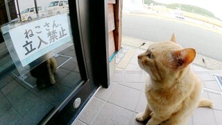 Kucing tampak sangat tidak puas saat melihat poster tempat terlarang