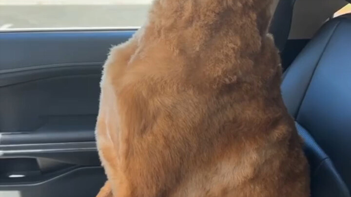Don't take your dog to the grooming clinic lightly, or it will...
