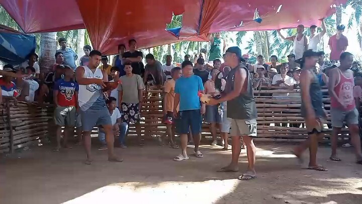 8months Talisay win #sabong