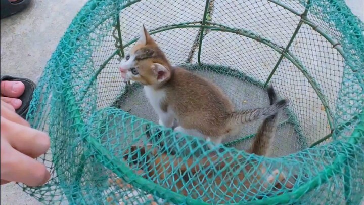 Fishing, I stumbled upon a litter of kittens.