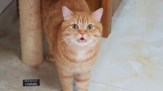 原来猫也有三急，把猫憋得都会说人话了