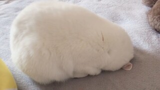 喵:你才是兔子，你全家都是兔子！