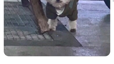 狛枝凪斗