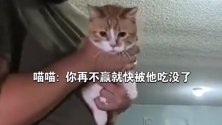 แมว: เมื่อเข้าใจกฎแล้ว ก็ตะครุบกัดอาหารอย่างเต็มปาก