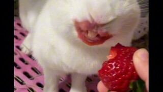 Feed me a strawberry and I'll be silent.