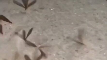 هيّا يا سيدي، تناول الفطيرة!