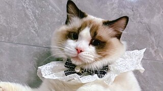 Kitten: The one who invented the collar is a bad guy!