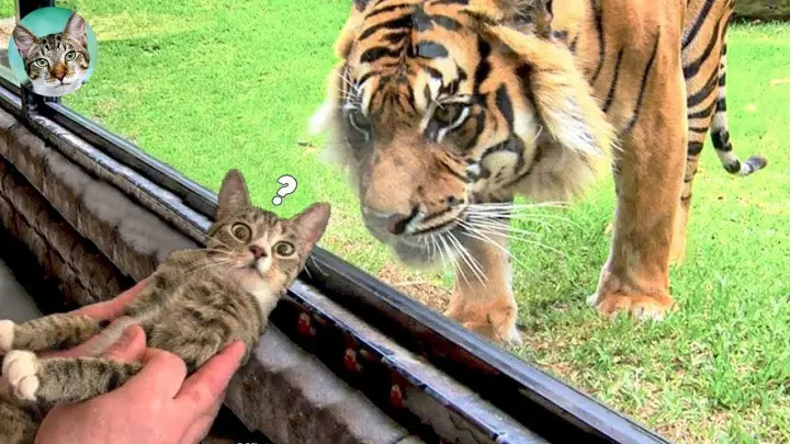 Make Your Day With Funny Animals Videos | Amazing Animals - Bilibili Make Your Day With Funny Animals Videos | Amazing Animals - Bilibili