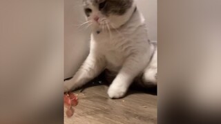 Đeo kính vào trông già hẳn catsoftiktok cat beothemeow cutecat