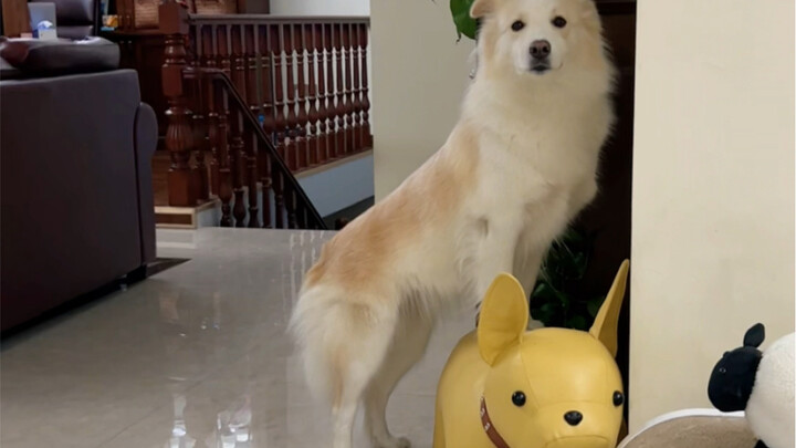 How Bella Chen was punished after making a mistake #Border Collie Bella Chen