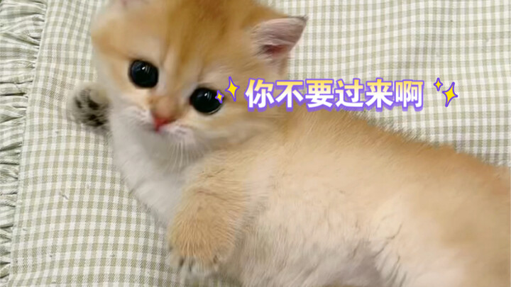 Apakah si kucing kecil ini lagi main tarik-ulur sama aku?