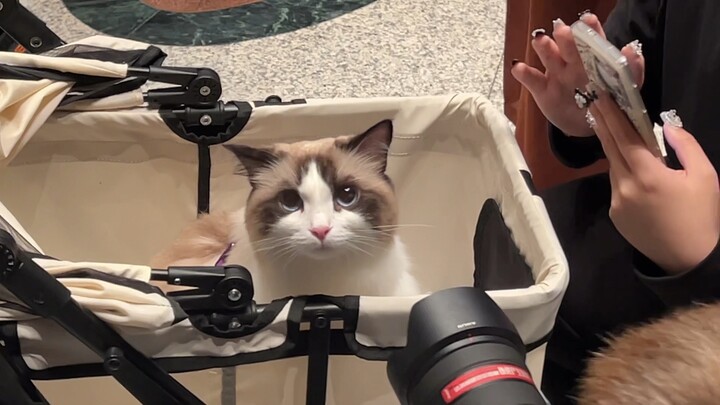 Dalam sekali kunjungan di Museum Shanghai, aku sudah melihat 200 ekor kucing, terima kasih atas samb
