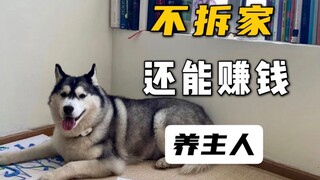 天上掉下来一只哈士奇，不但不拆家，还能赚钱养主人