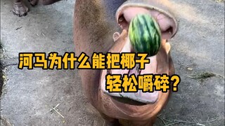 Do hippos have other teeth besides their front teeth? Why can they chew coconuts so easily?