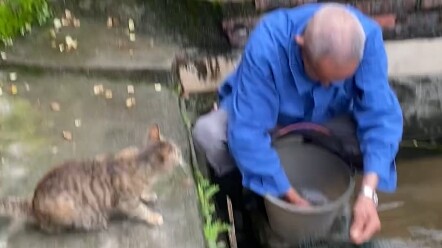 After waiting so long, the little fish ends up eating the big fish meant for the kitten!