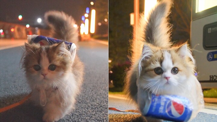 Kucing kecil tidak punya uang, tetapi banyak sekali yang diinginkannya