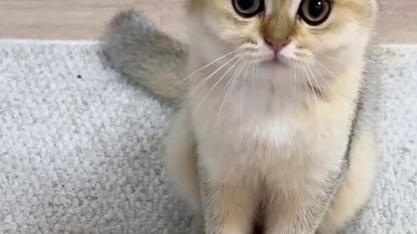 National Day arrangements for kittens