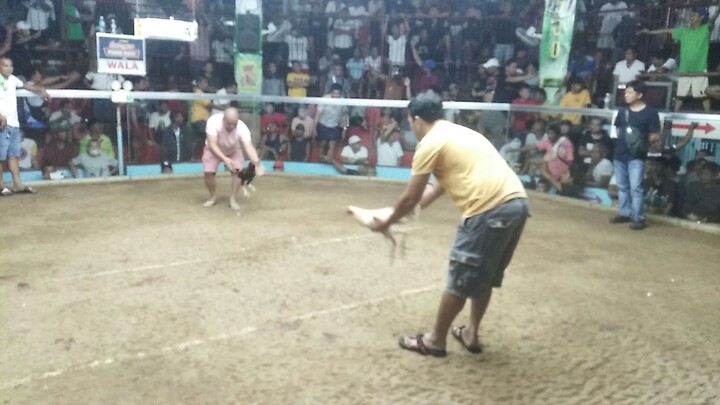 6Stag derby UNITED CATANDUANES GAMECOCK BREEDERS ASSO.Jan 2024