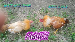 WHITE GOLD LEMON VS ASEEL X GOLD SPAR     JRP BACKYARD