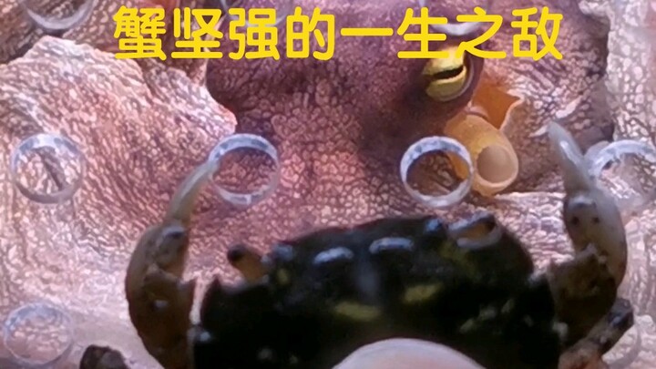 The crab's arch nemesis has arrived!