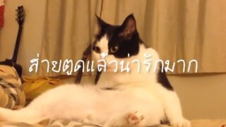 แมวน่ารัก-ยำไยดุ๊กดิ๊ก รีมิกซ์สเปเชี่ยล wiggle!