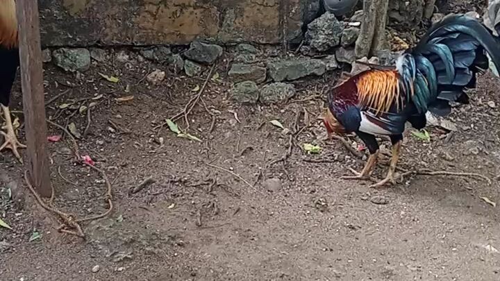 kambal