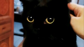 They say a cat's dilated pupils mean they like you! But why are my cat's pupils always dilated?