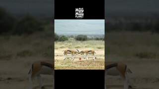 Gazelle - MOGMOG PLANET Observation Diary | It's Anime #shorts #anime #animals