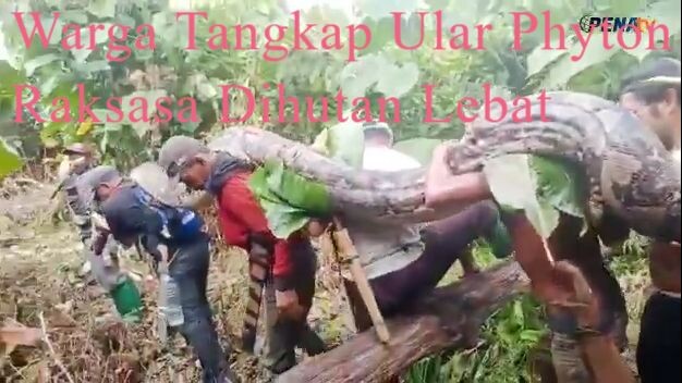 GEGER!!  Warga Tangkap Ular Piton Raksasa Di Sulawesi Tenggara