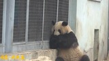 Giant Panda|Naughty Giant Panda